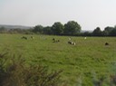 2.Cows Grazing In Brittany