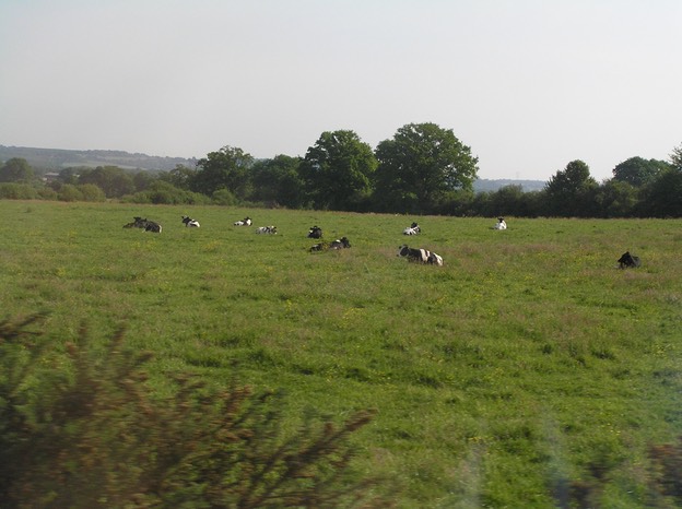 2.Cows Grazing In Brittany