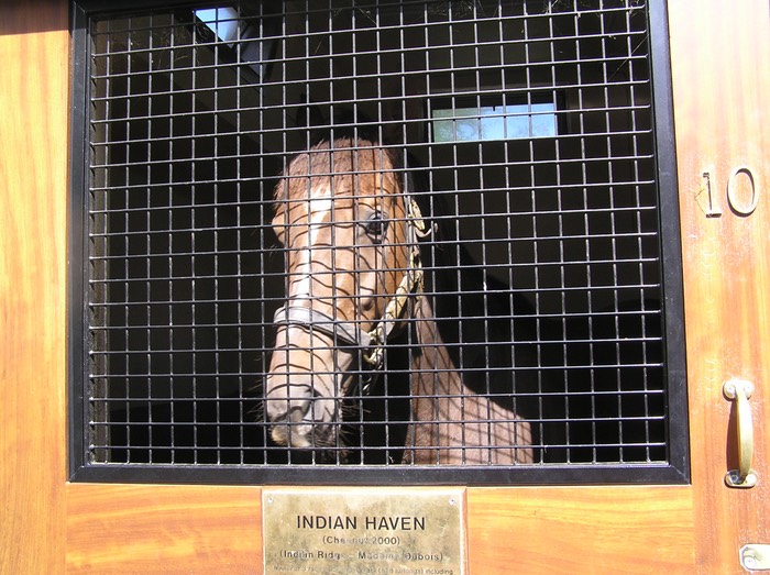 53Indian Haven Stallion