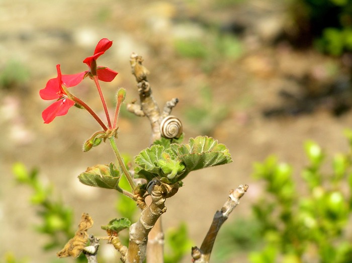 61SnailOnFlowerSelinunte