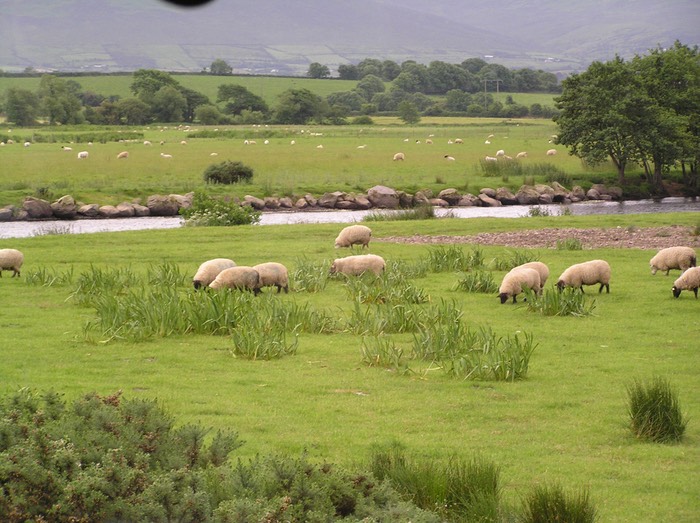 80Sheep Grazing In County Kerry