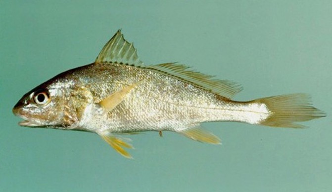 Atlantic Croaker
