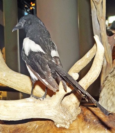 Black-billed Magpie