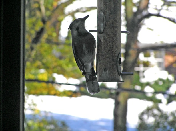 Blue Jay4