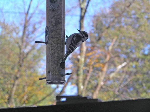 DownyWoodpecker2