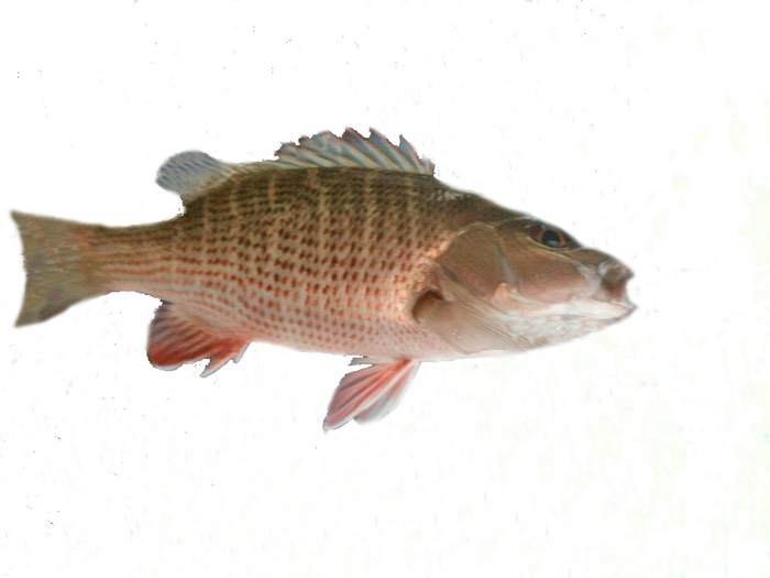 Gray Snapper