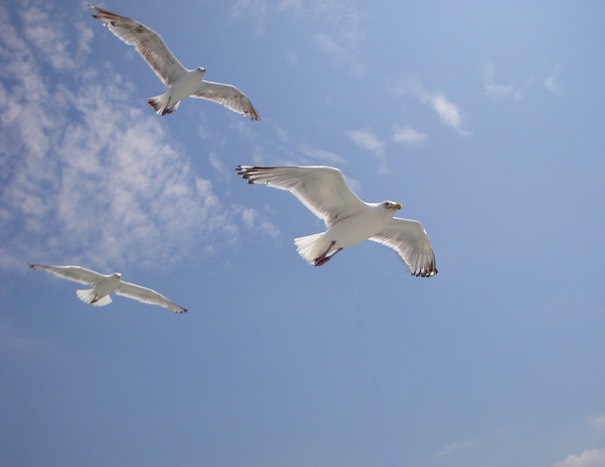 Gulls2