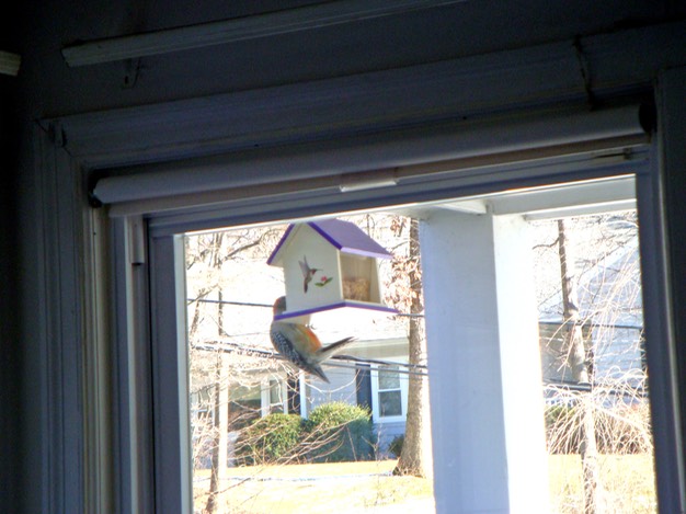 Red-Bellied Woodpecker