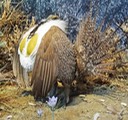 Sage Grouse
