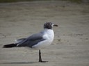 Sea Gull1