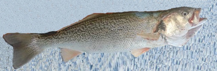 Weakfish