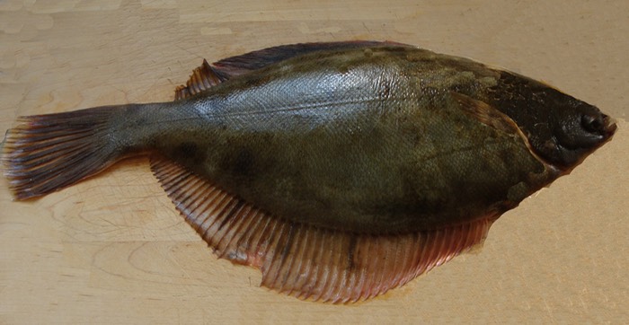 Winter Flounder