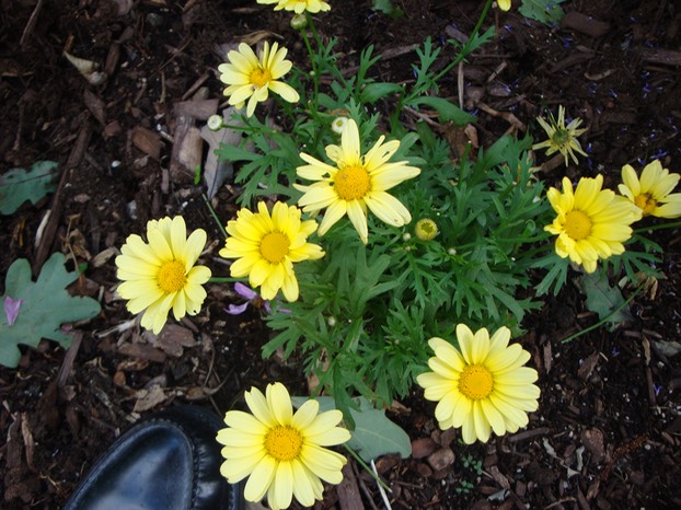 Yellow Daisies