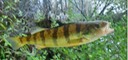 Yellow Perch